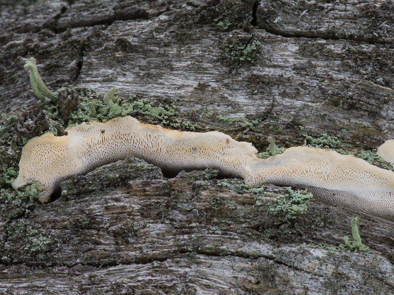 Perenniporia meridionalis